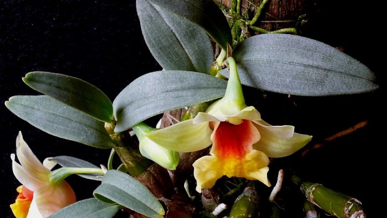 Cây Thạch hộc lùn. Dendrobiumbellatulum Rolfe - Cây Thuốc Nam Quanh Ta